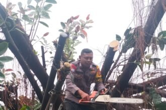 IMG 20241215 WA0129