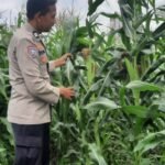 IMG 20250220 WA0225