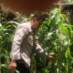 IMG 20250317 WA0238