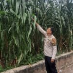 IMG 20250328 WA0150