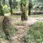 IMG 20250620 WA0224