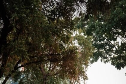 IMG 20260827 WA0080